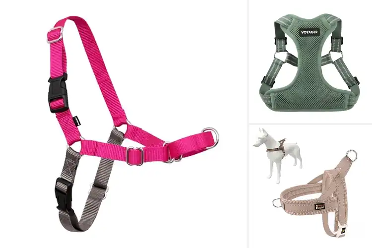 Detailed view of Best Breathable Harnesses for Cool, Comfy Walks
