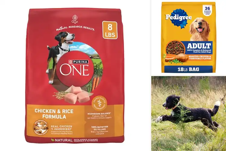 Detailed view of Best Chicken Dog Foods: Top Picks for Healthy, Happy Dogs