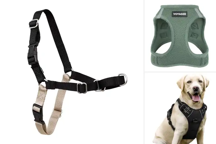 Detailed view of Best Lightweight Harnesses