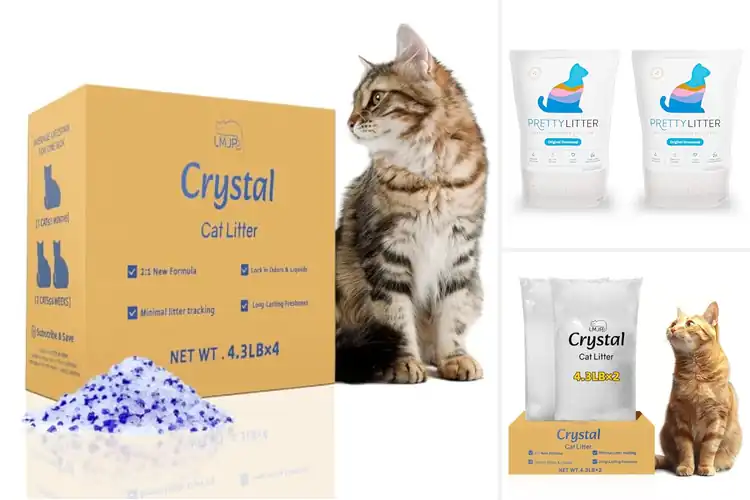 Detailed view of Best Liquid Absorption Litter