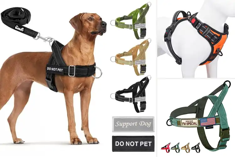 Detailed view of Best No Pull Harnesses for Calm, Easy Walks