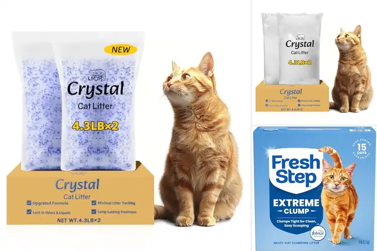 Detailed view of Best Rapid Absorption Cat Litter For Dry Litter Box